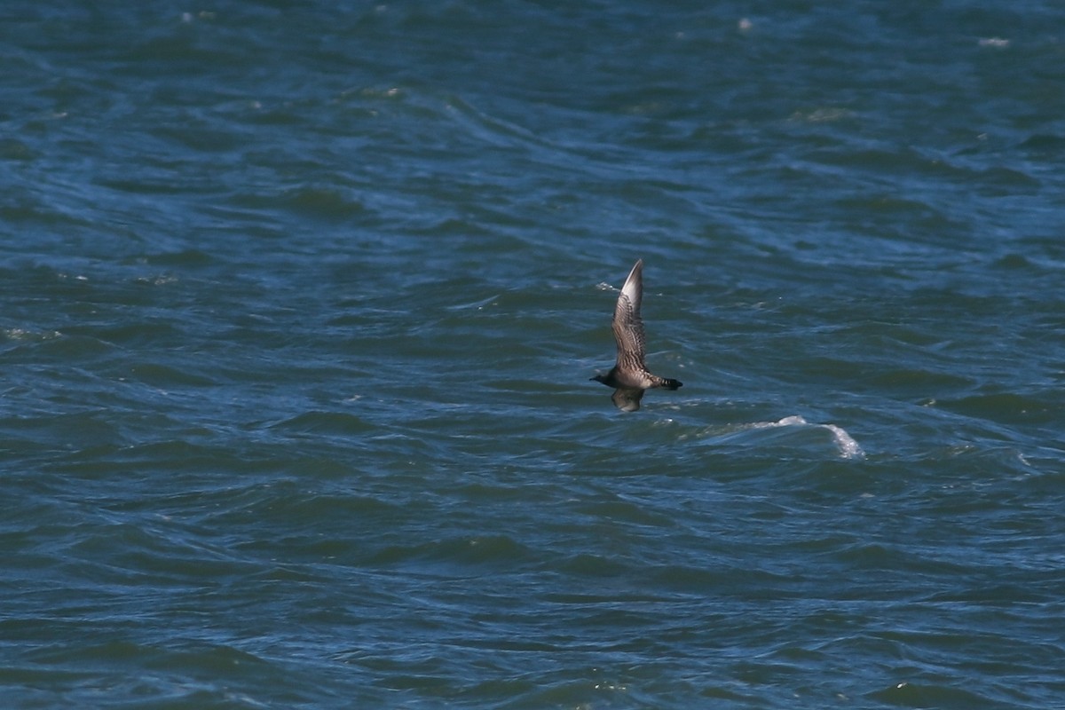 Parasitic Jaeger - Sky Kardell