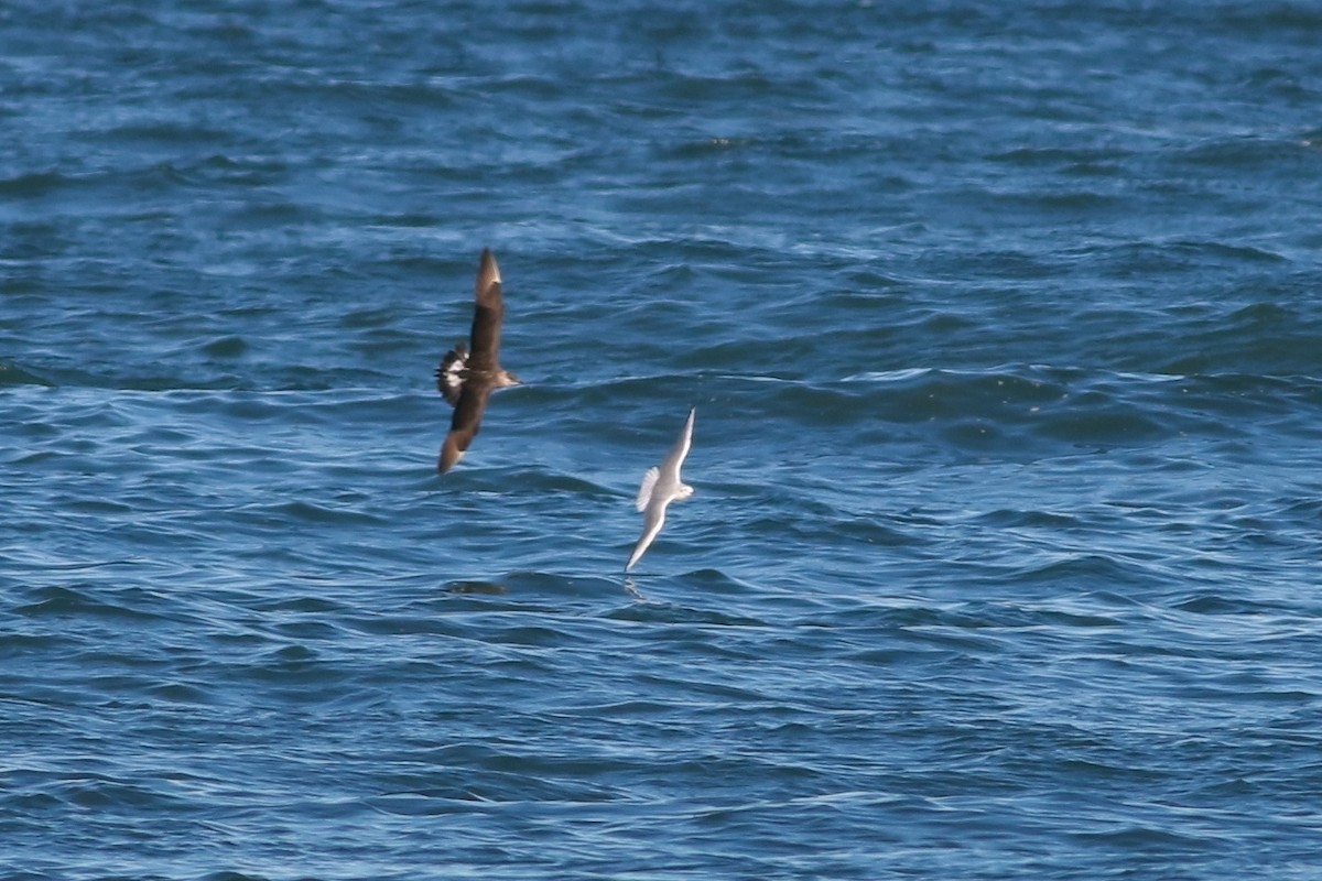 Parasitic Jaeger - ML390700371