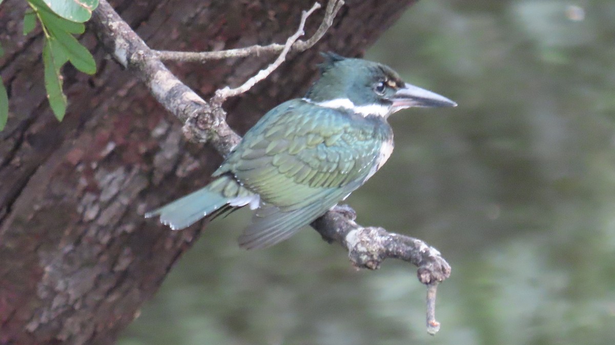 Amazon Kingfisher - ML390700881