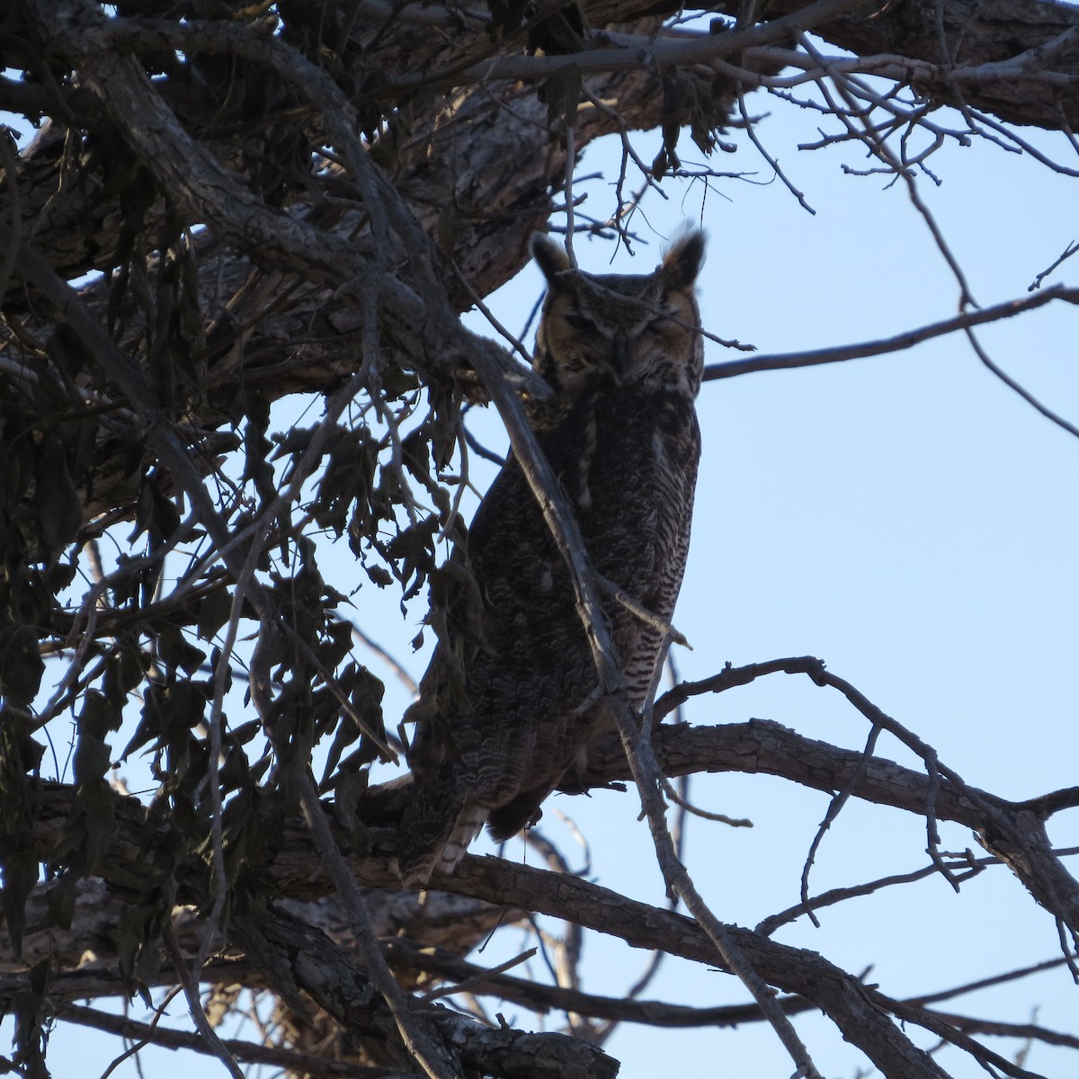 Great Horned Owl - ML390701121