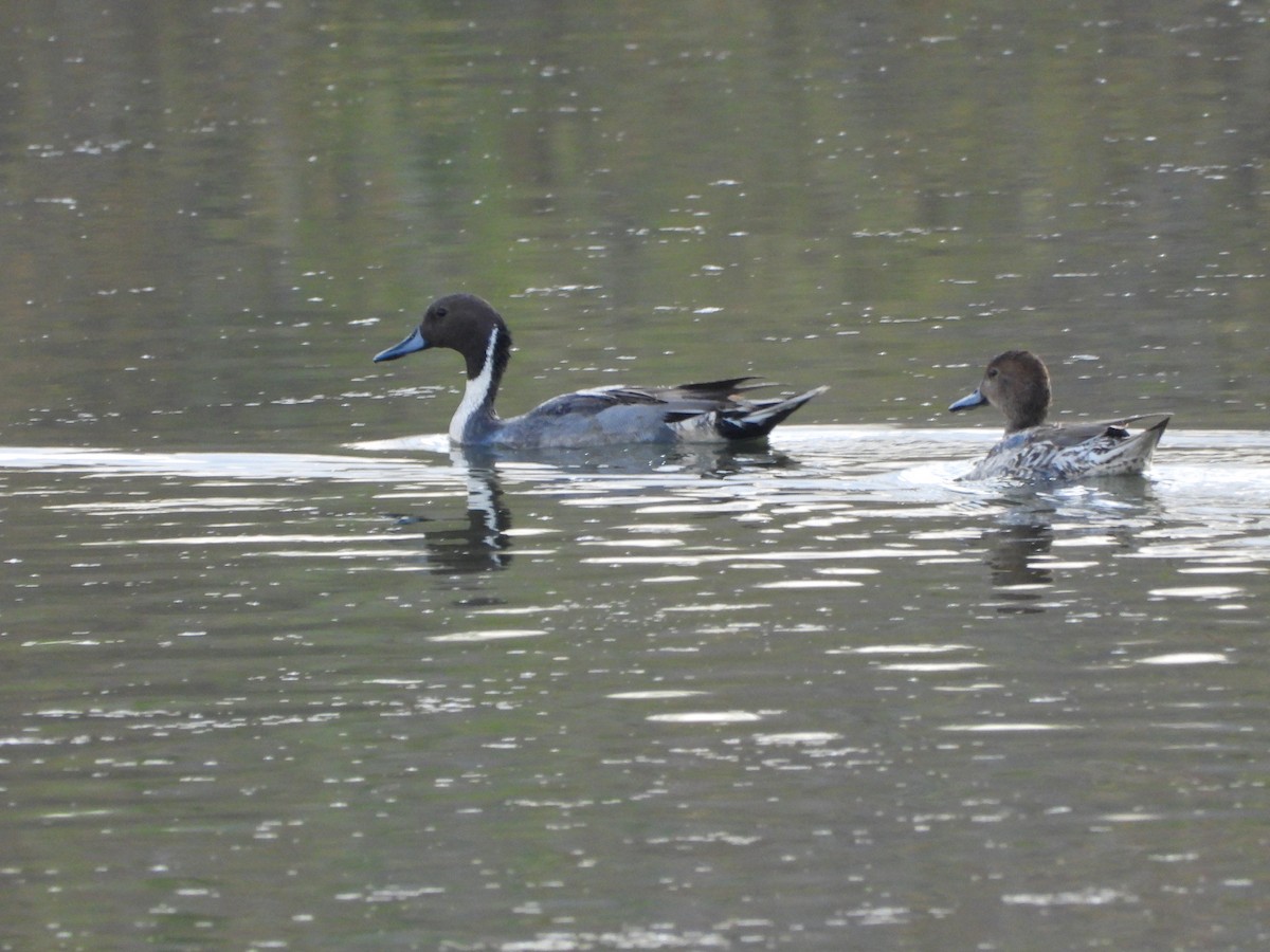 Northern Pintail - ML390702471