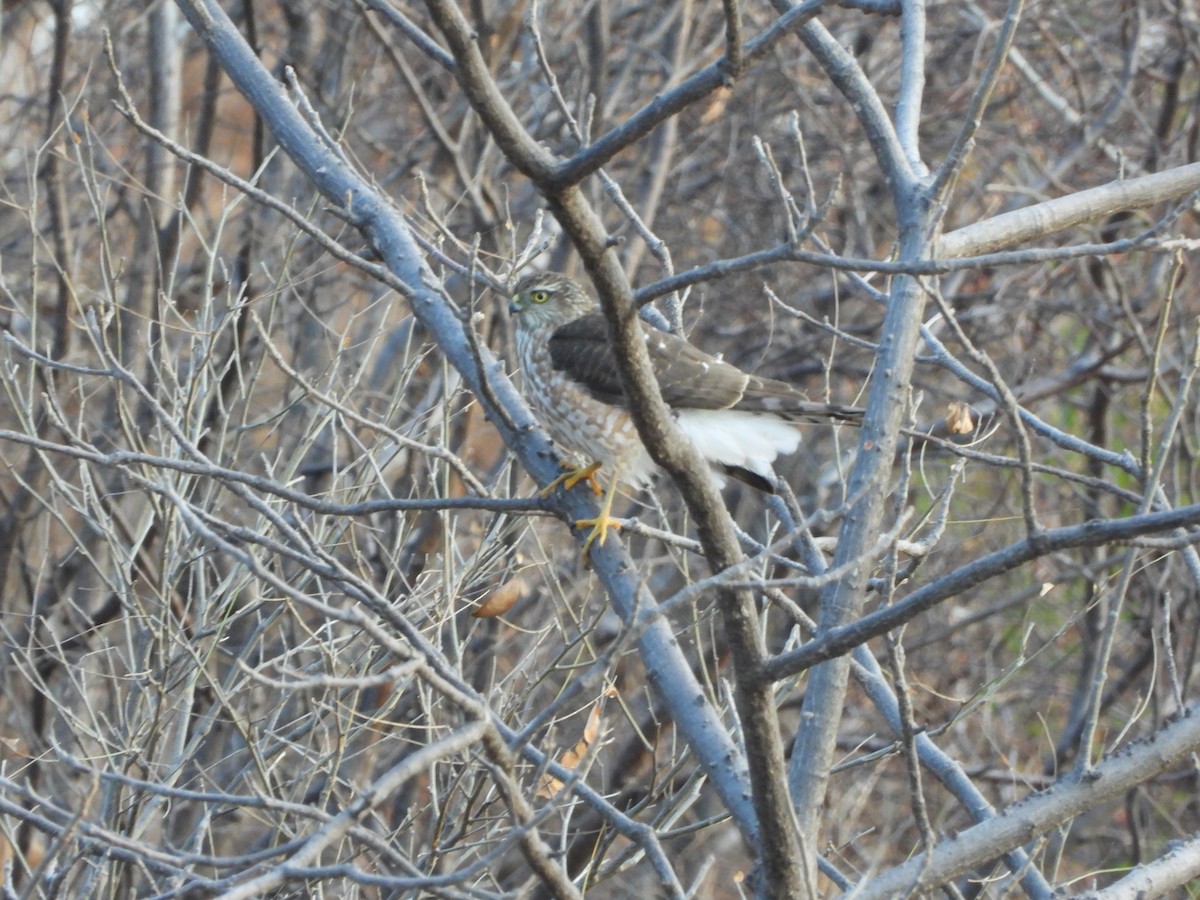 tanımsız Accipiter sp. - ML390702841