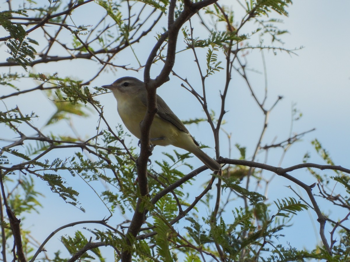 Warbling Vireo - Alejandra Monsiváis