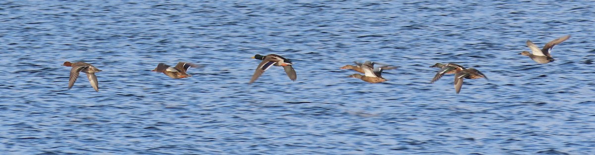 Northern Shoveler - ML390704411