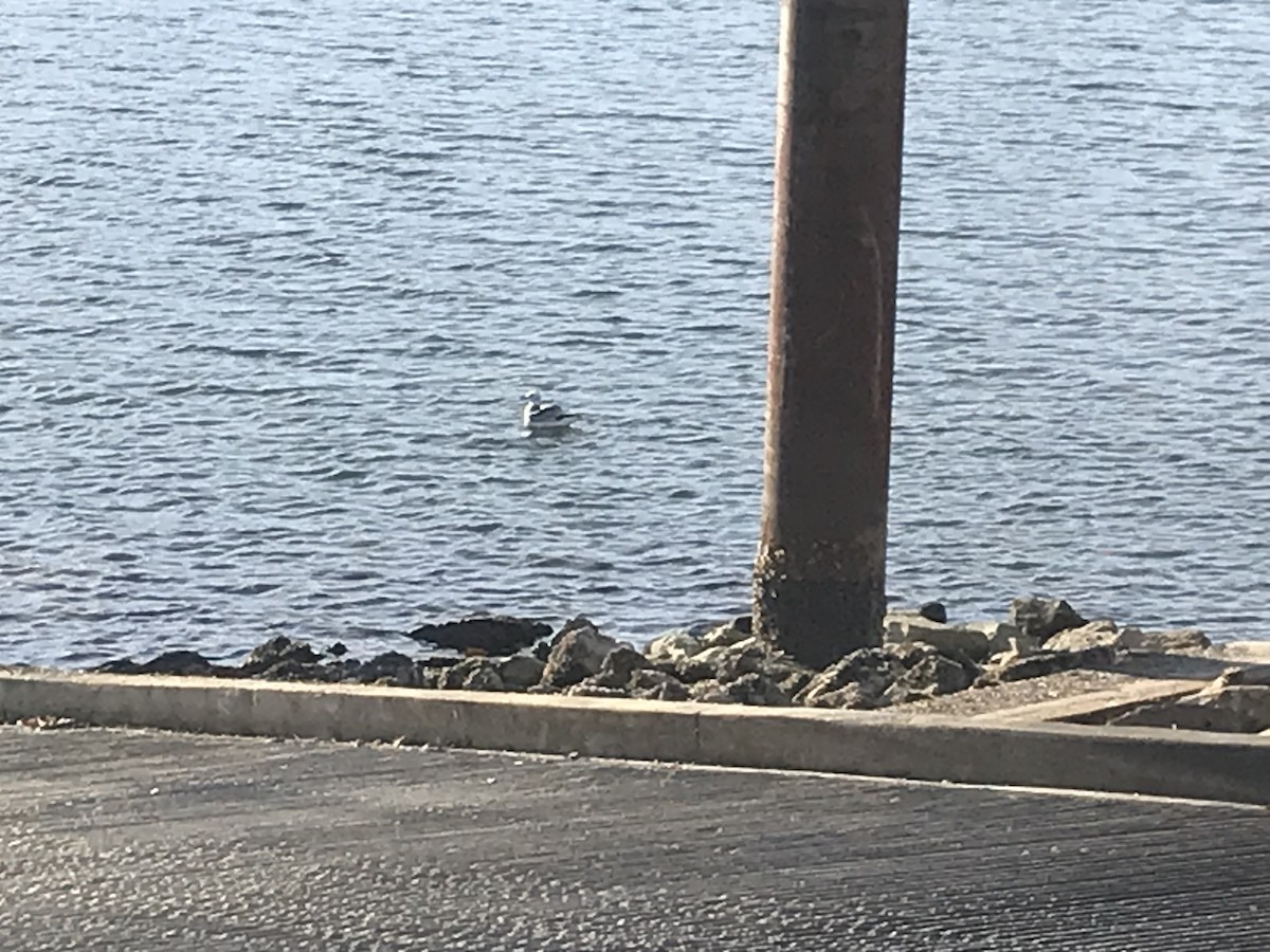 Black-legged Kittiwake - ML390704961