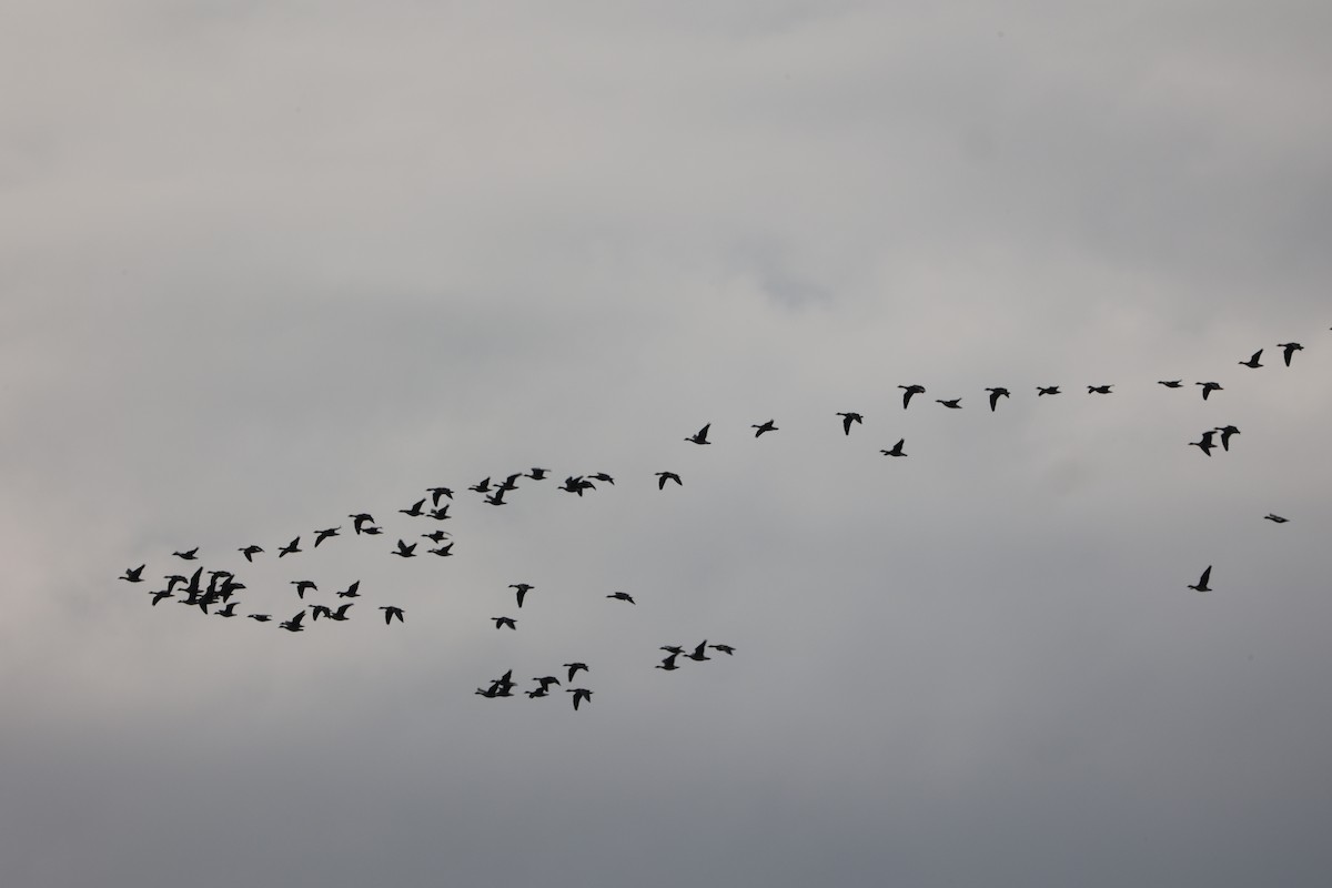 マガン - ML390707381