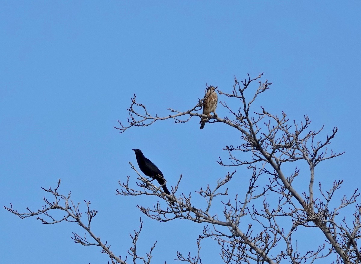 Great-tailed Grackle - ML390707741