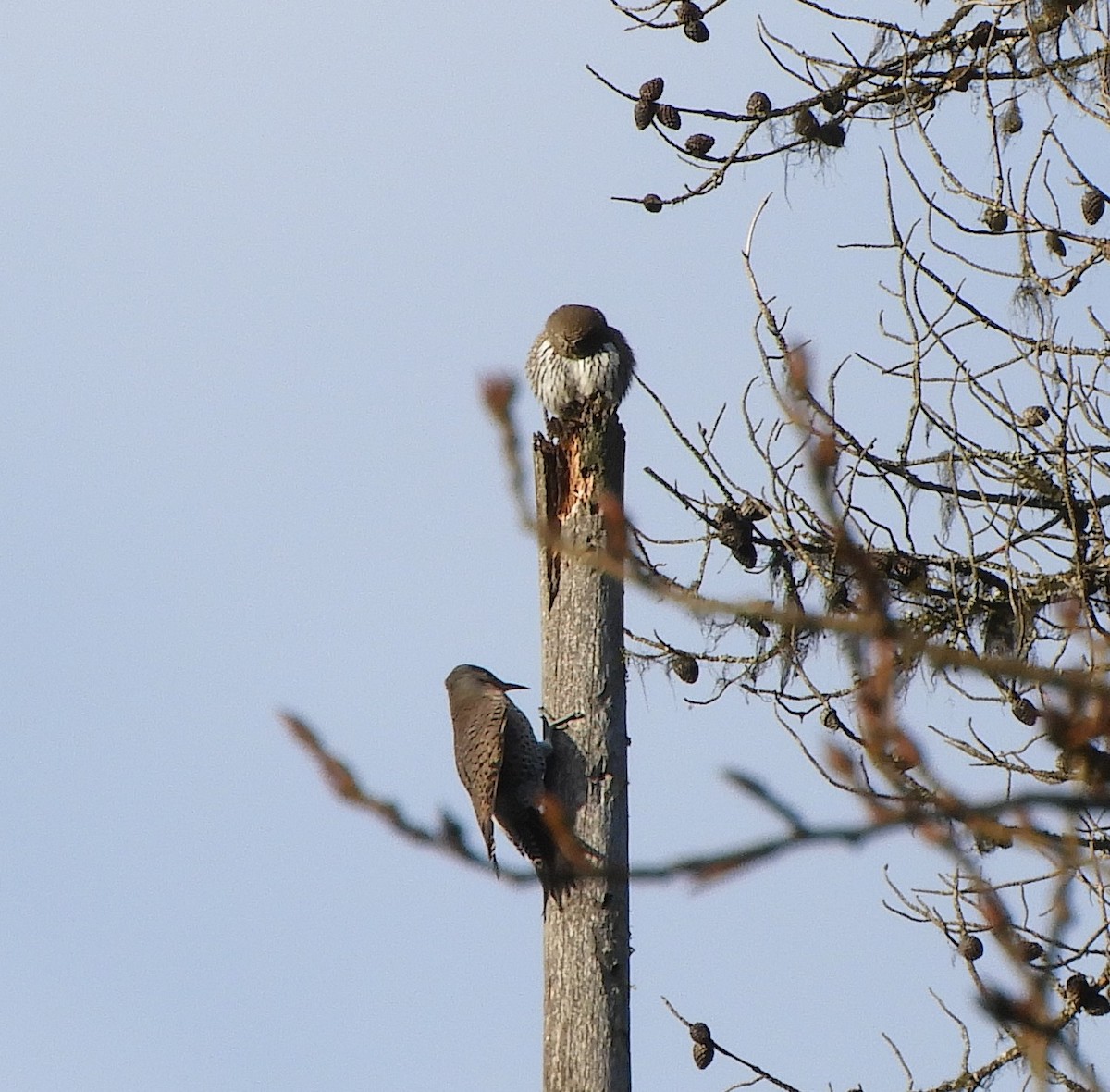 Chevêchette naine - ML390707801
