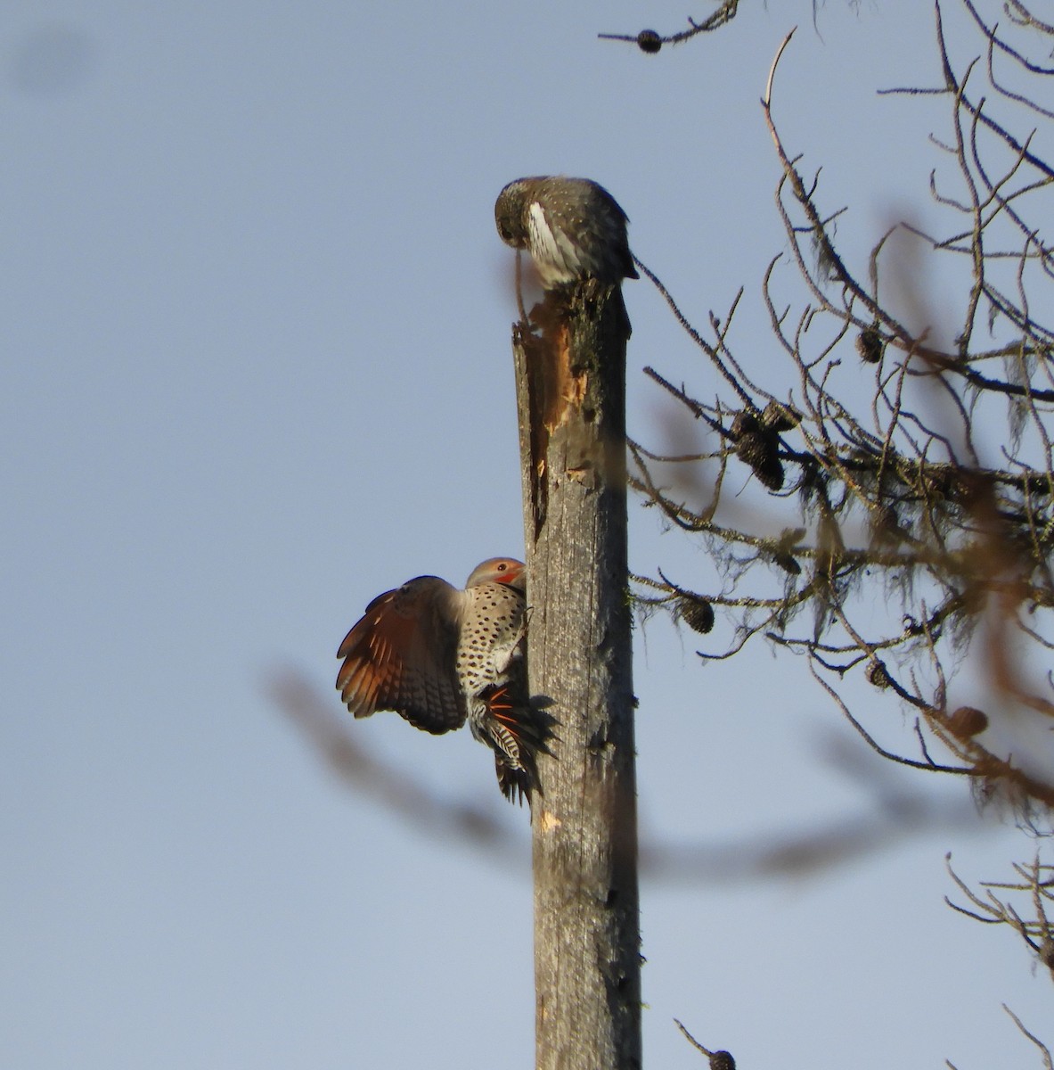 Chevêchette naine - ML390707821