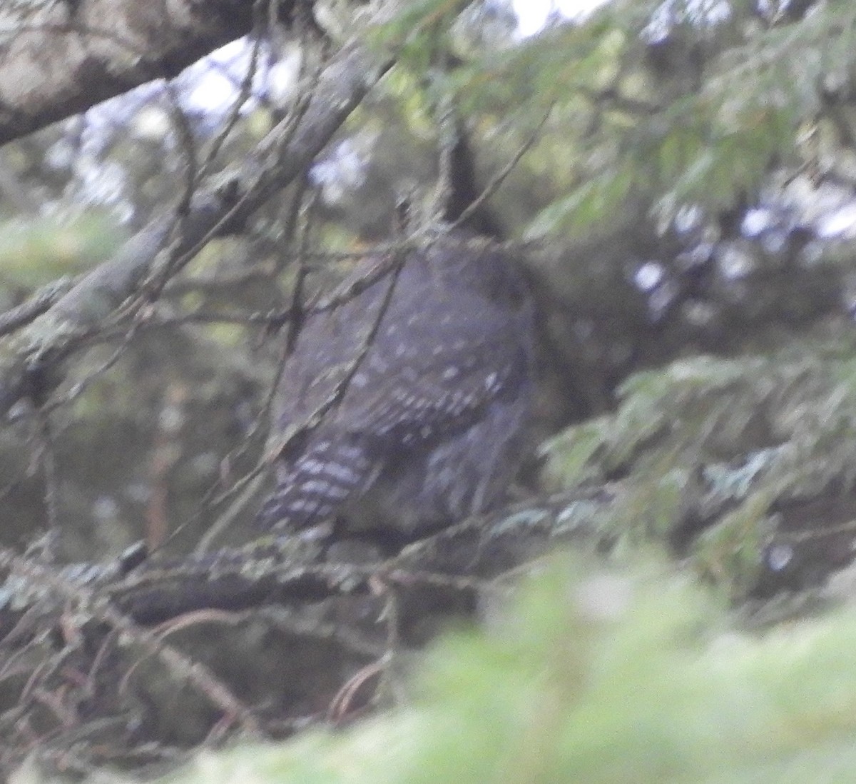 Chevêchette naine - ML390707831