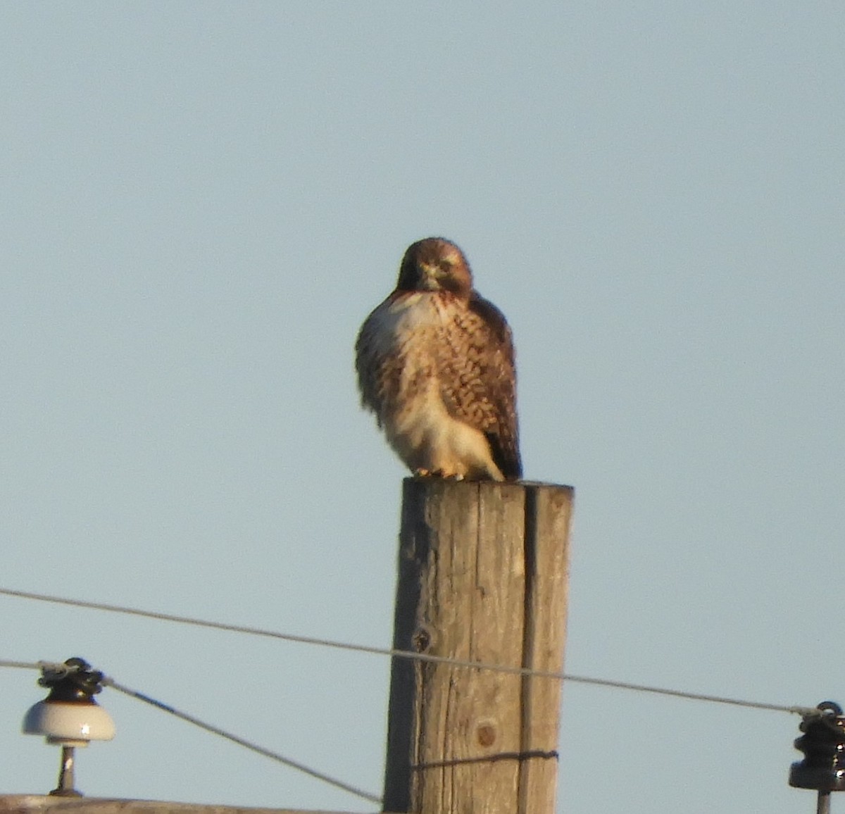 Red-tailed Hawk - ML390709551