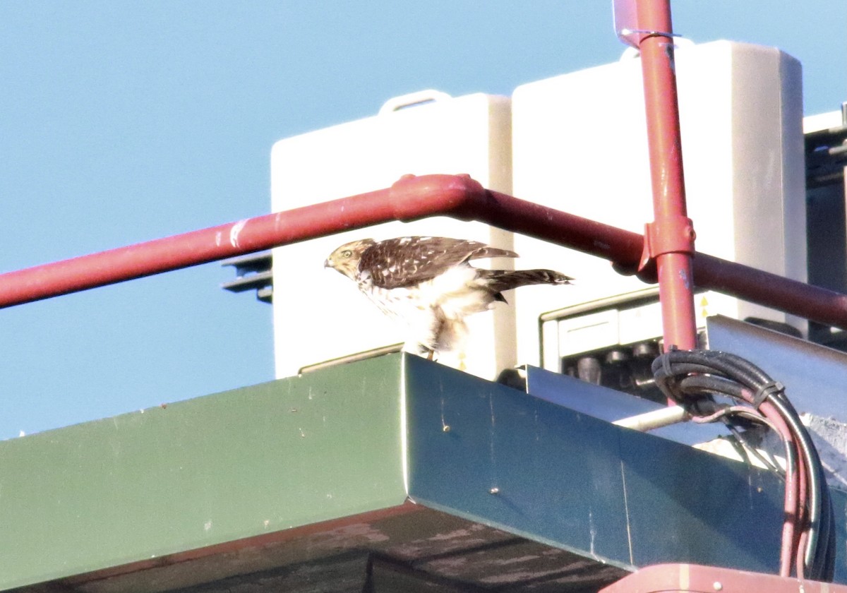 Cooper's Hawk - ML390709611