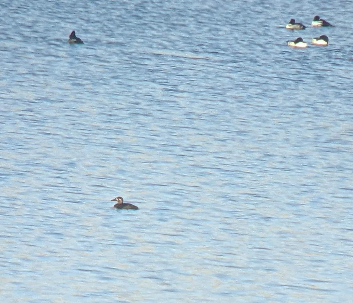 Surf Scoter - ML390709781