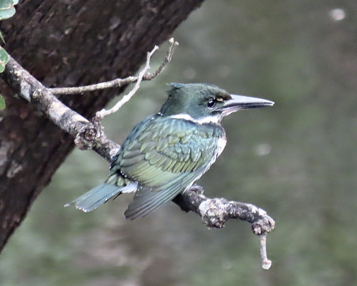 Amazon Kingfisher - ML390709951