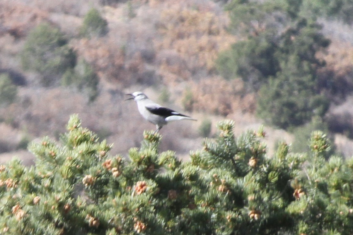 Clark's Nutcracker - ML39071181