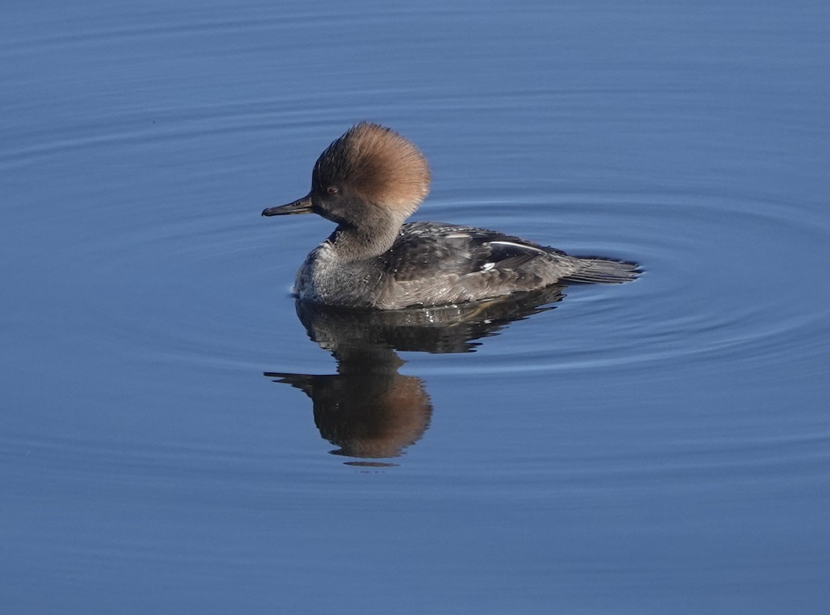 Hooded Merganser - ML390712111