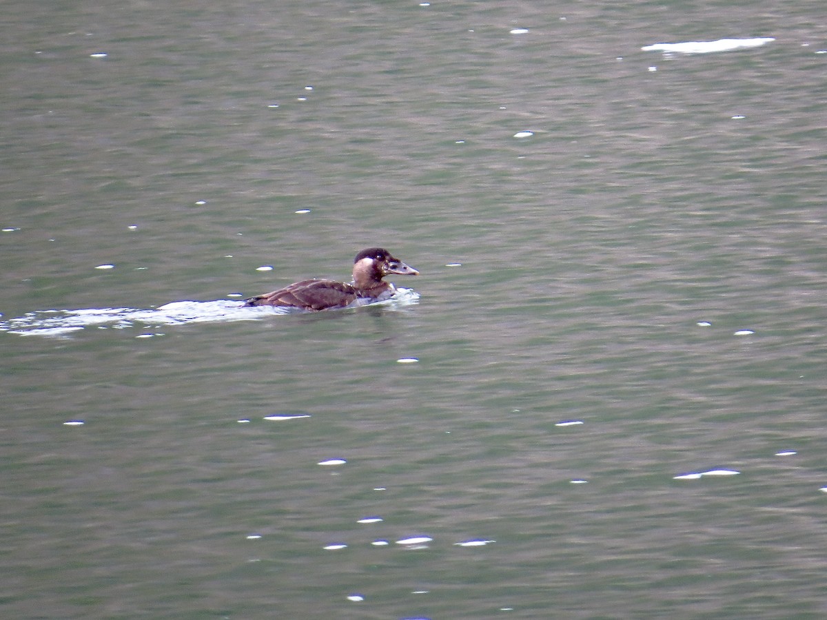 Surf Scoter - ML390714091