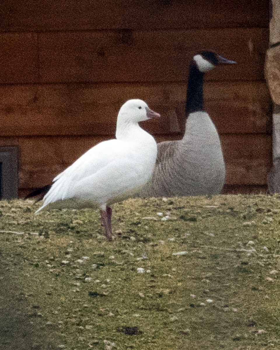 Ross's Goose - Don Marsh