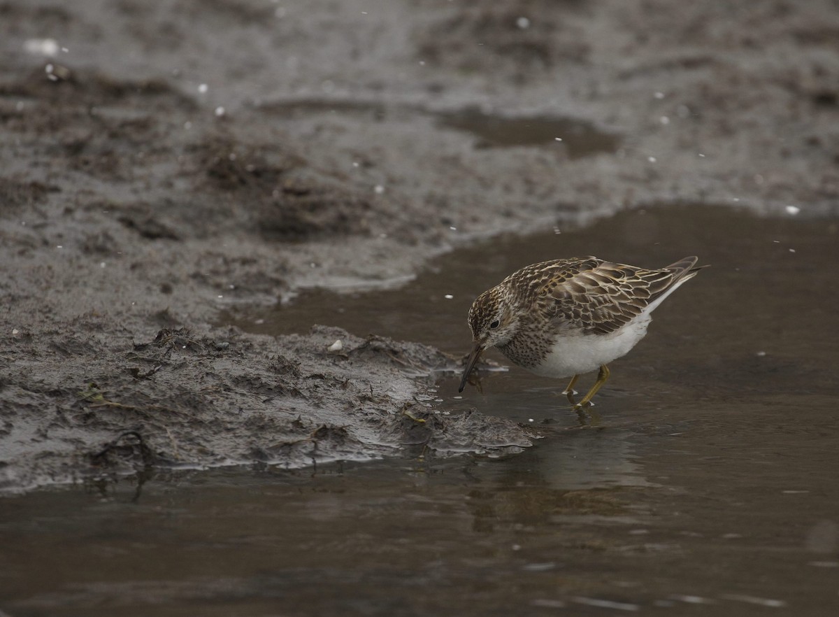 Pectoral Sandpiper - ML390715651