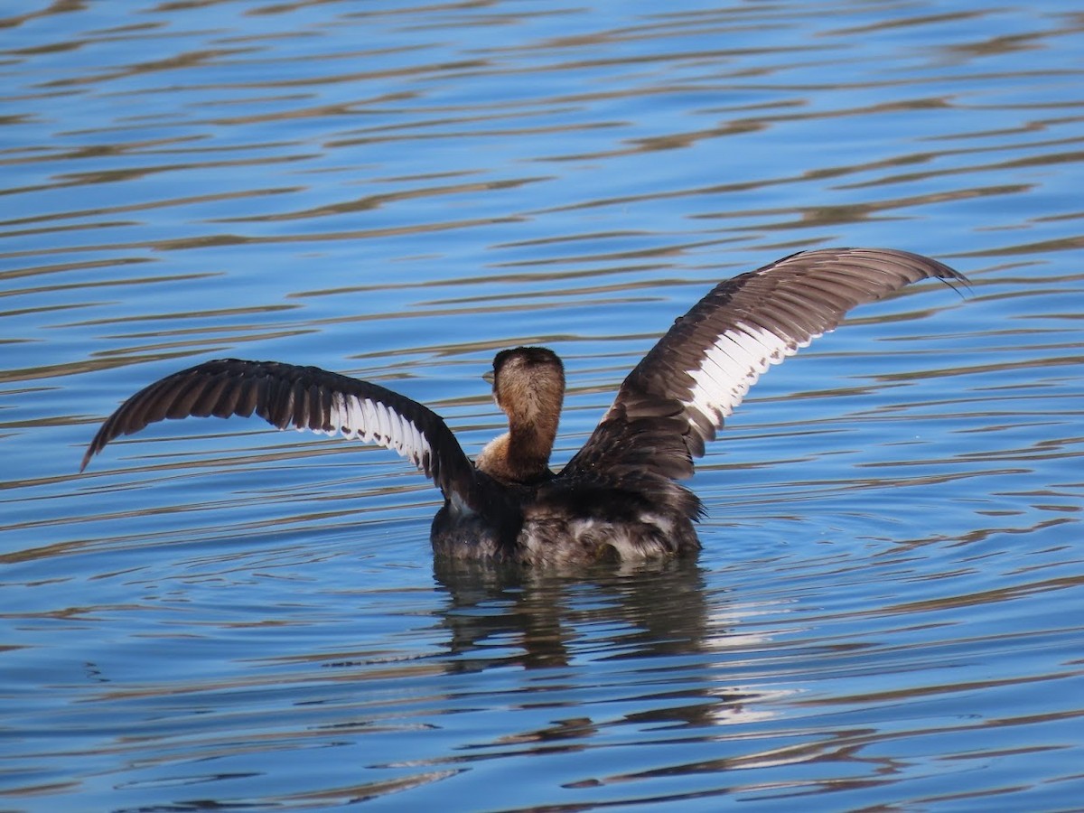 Red-necked Grebe - Long-eared Owl