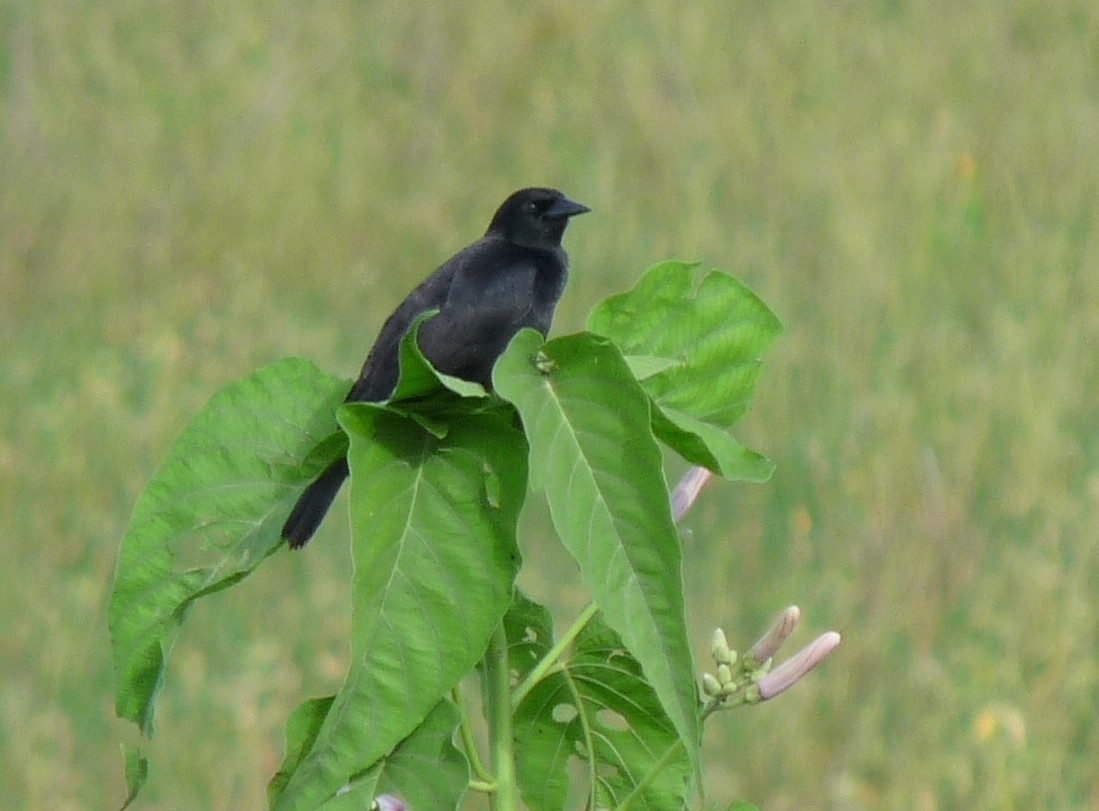 Unicolored Blackbird - ML39071781