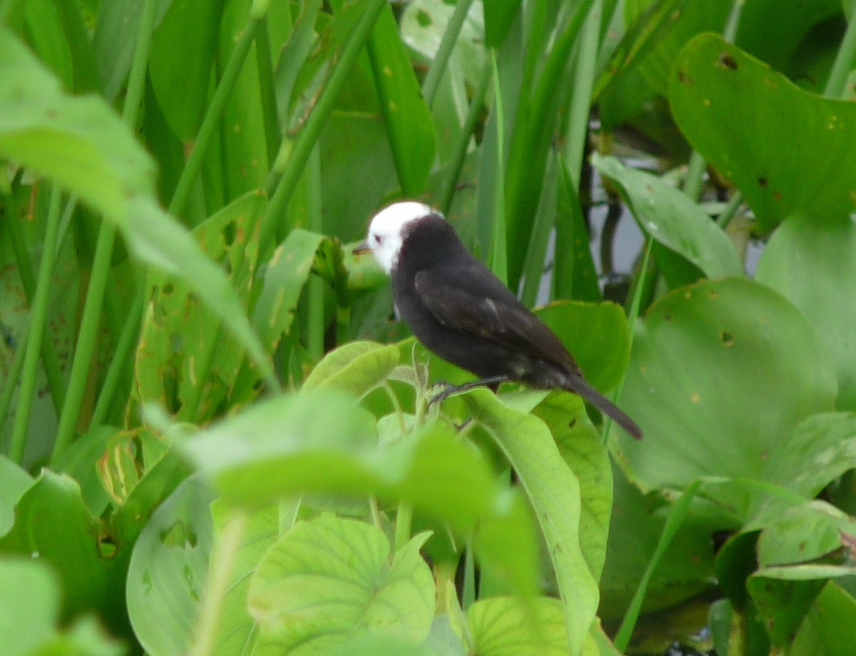 White-headed Marsh Tyrant - ML39071811