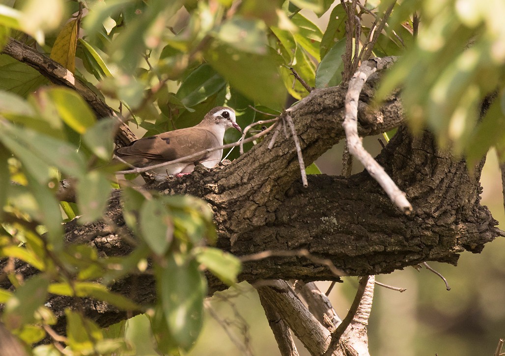 Tambourine Dove - ML390718591