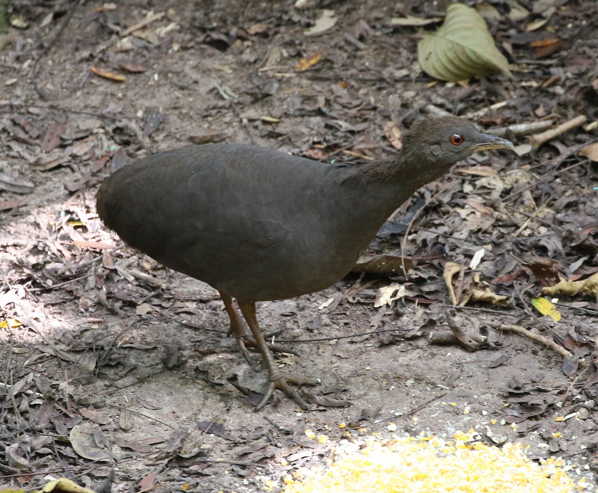 Cinereous Tinamou - ML390719871