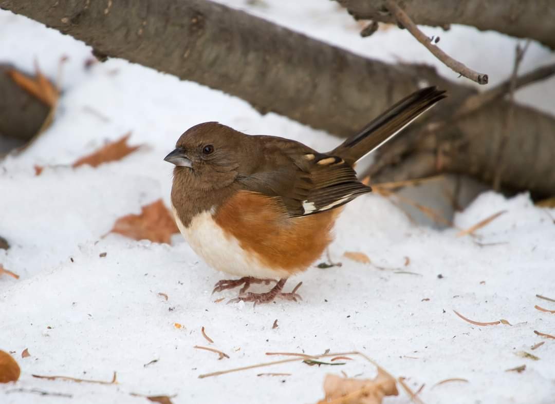 Eastern Towhee - ML390719891