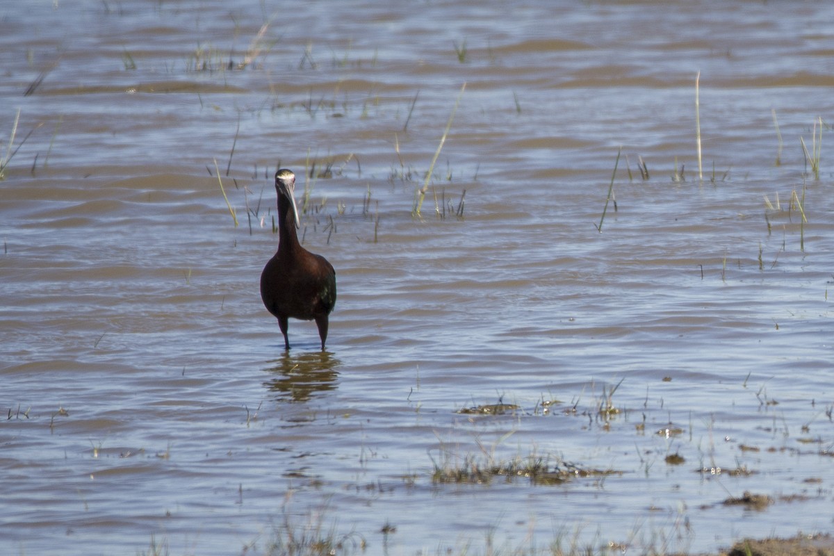 White-faced Ibis - ML390720001