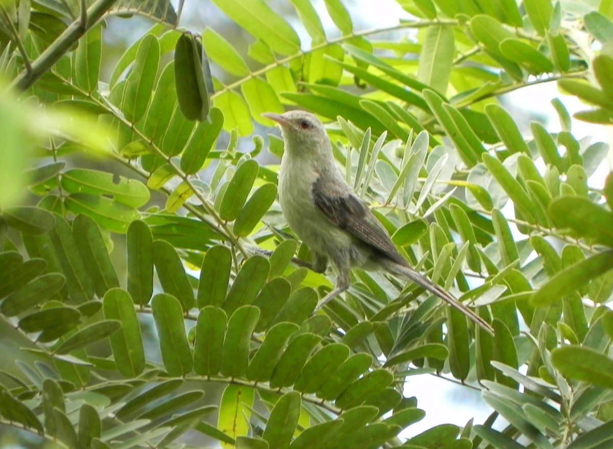 Thrush-like Wren - ML39072011