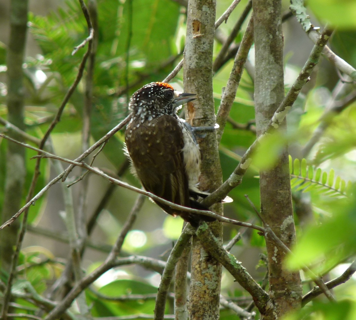 White-wedged Piculet - ML39072021