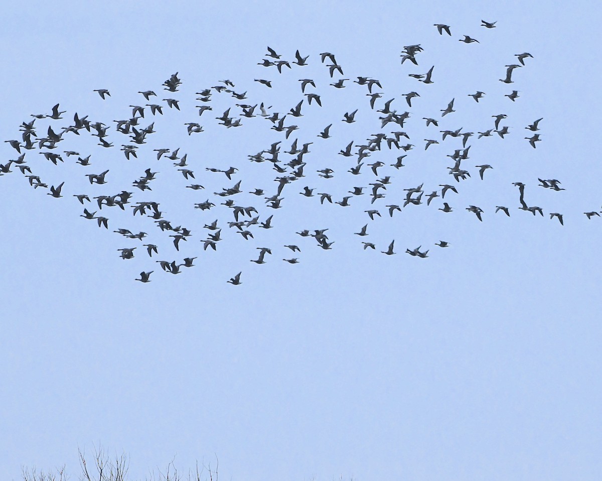 Snow Goose - ML390720251