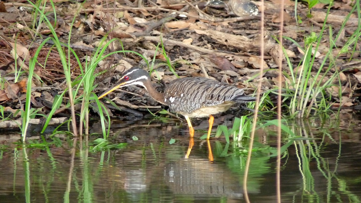 Sunbittern - ML39072031