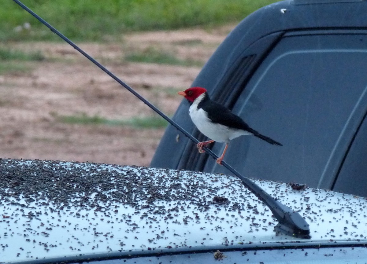 Yellow-billed Cardinal - ML39072041