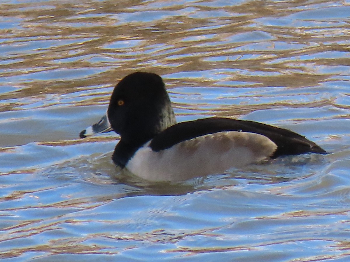Ring-necked Duck - Todd Morris