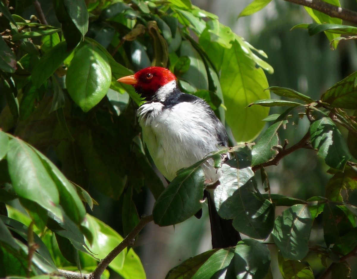 Yellow-billed Cardinal - ML39072201