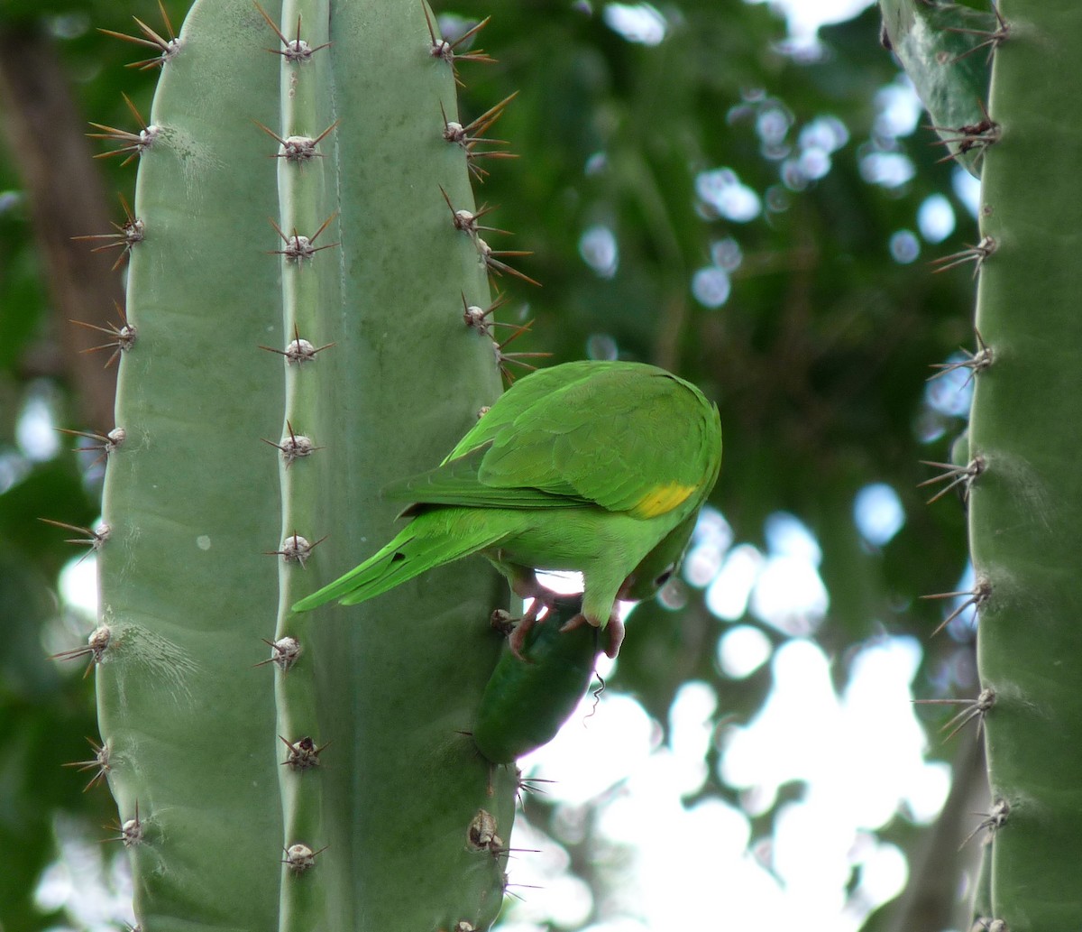 Yellow-chevroned Parakeet - ML39072221