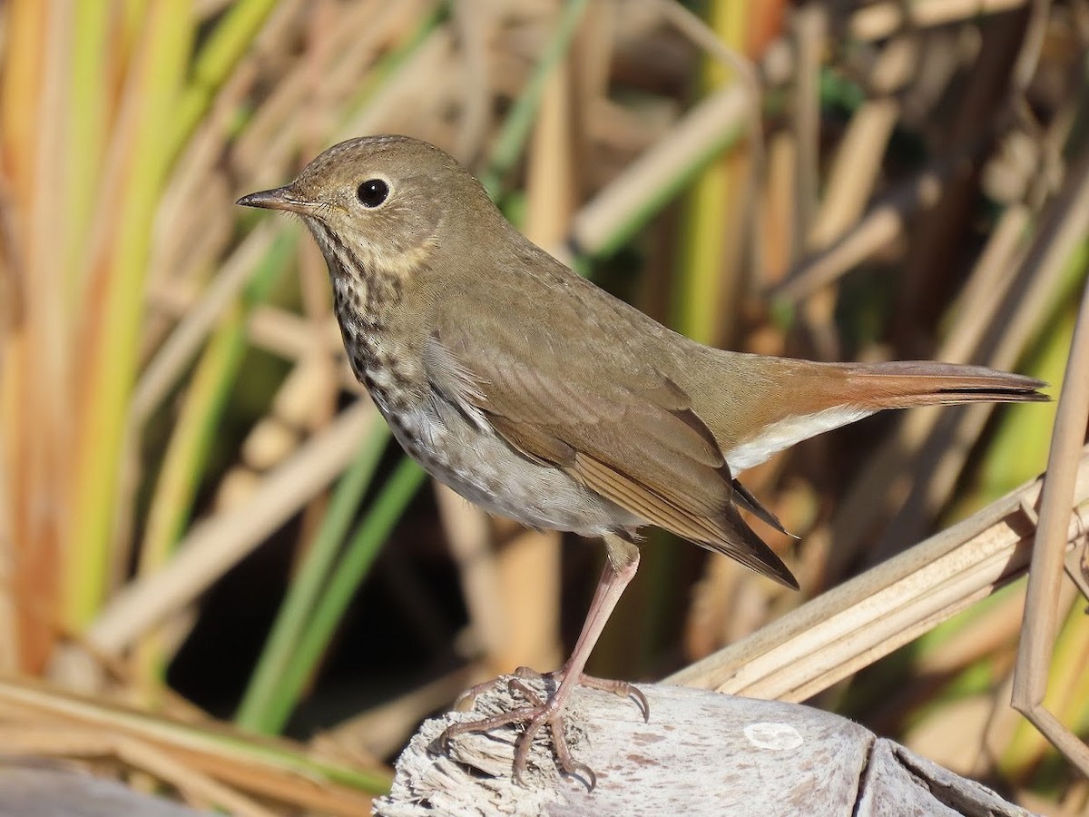 Hermit Thrush - ML390722291