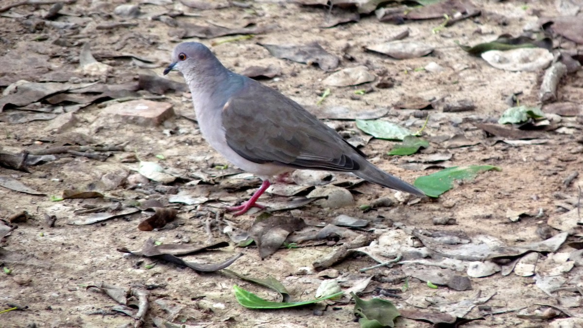 White-tipped Dove - ML39072251