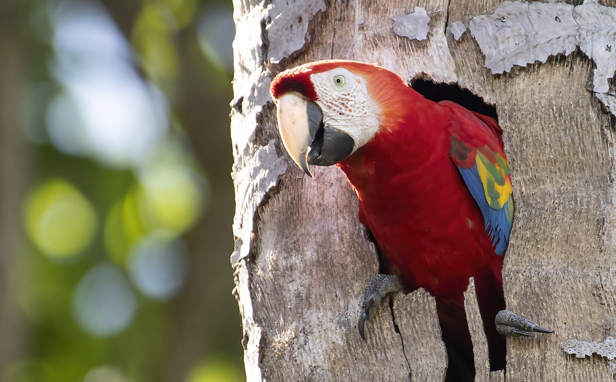 Scarlet Macaw - Marky Mutchler