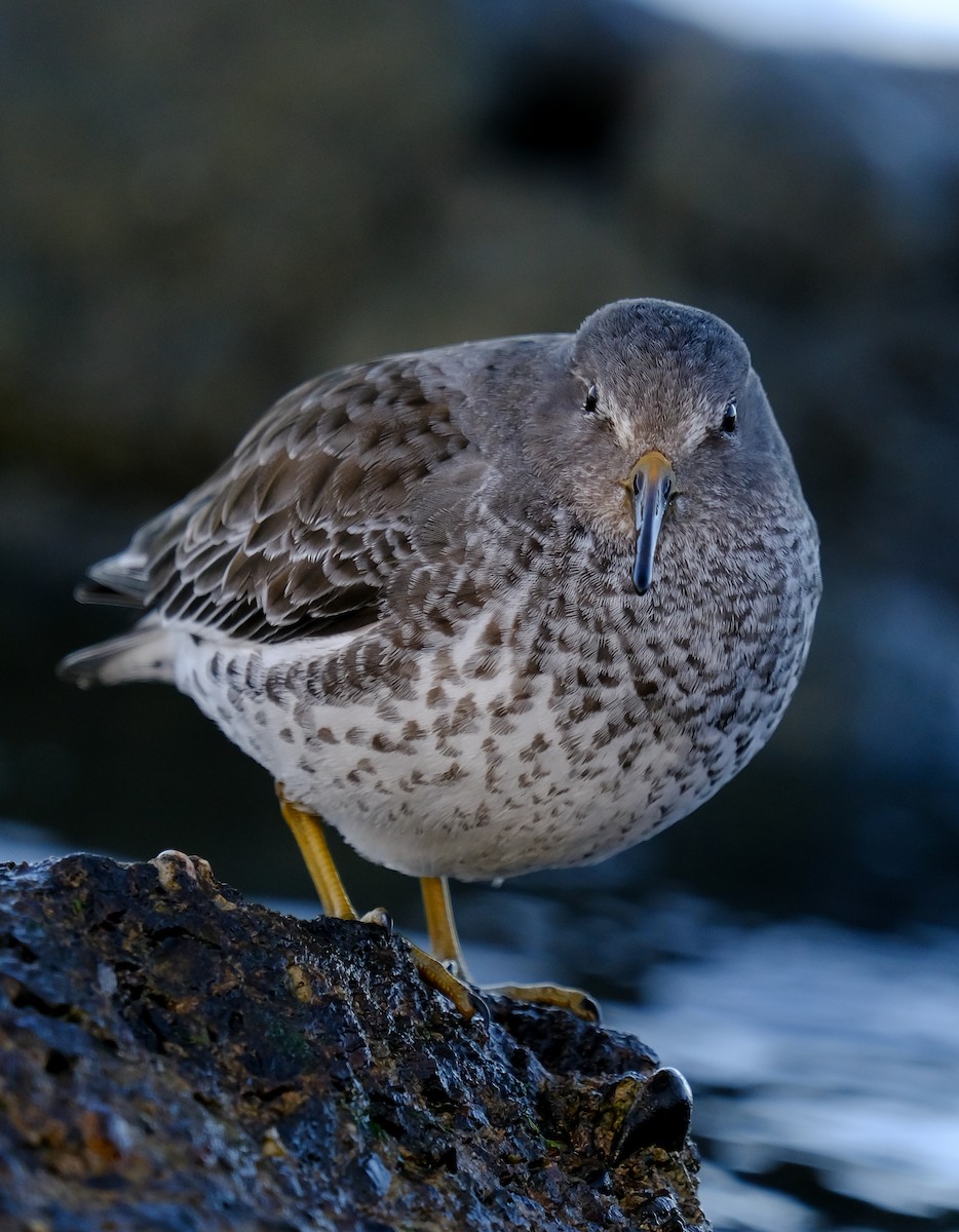 Rock Sandpiper (tschuktschorum) - Rajan Rao