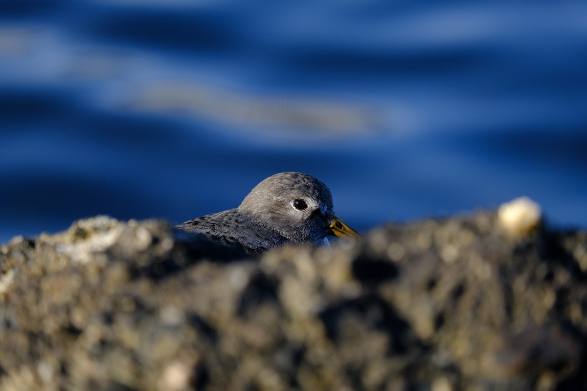 Rock Sandpiper (tschuktschorum) - Rajan Rao