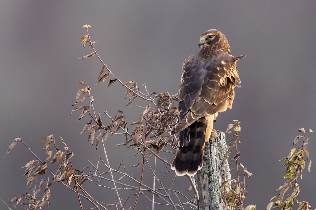 Northern Harrier - Brad Imhoff