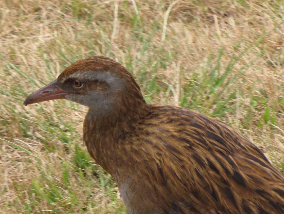 Rascón Weka - ML390726491