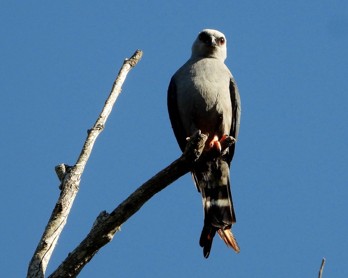 Plumbeous Kite - ML390727181