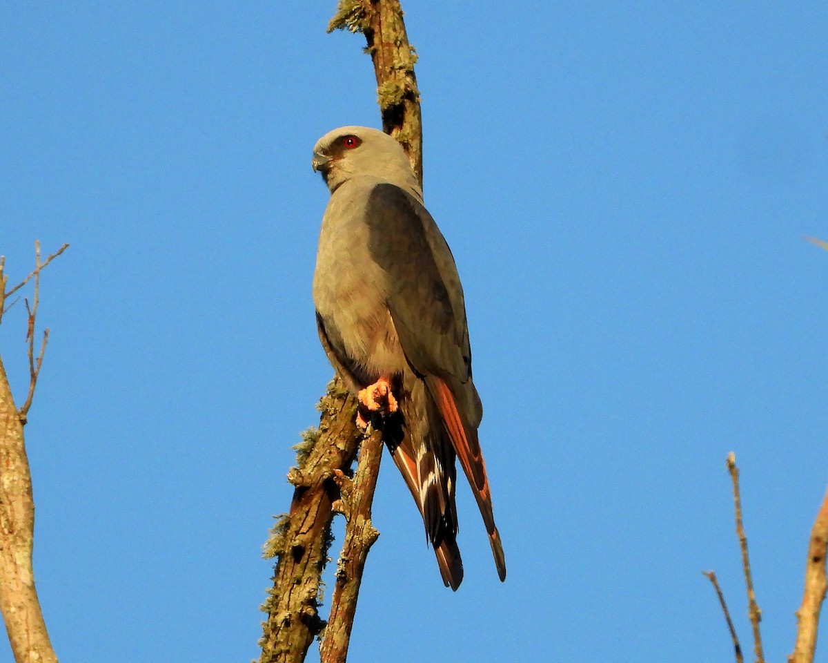 Plumbeous Kite - ML390727281