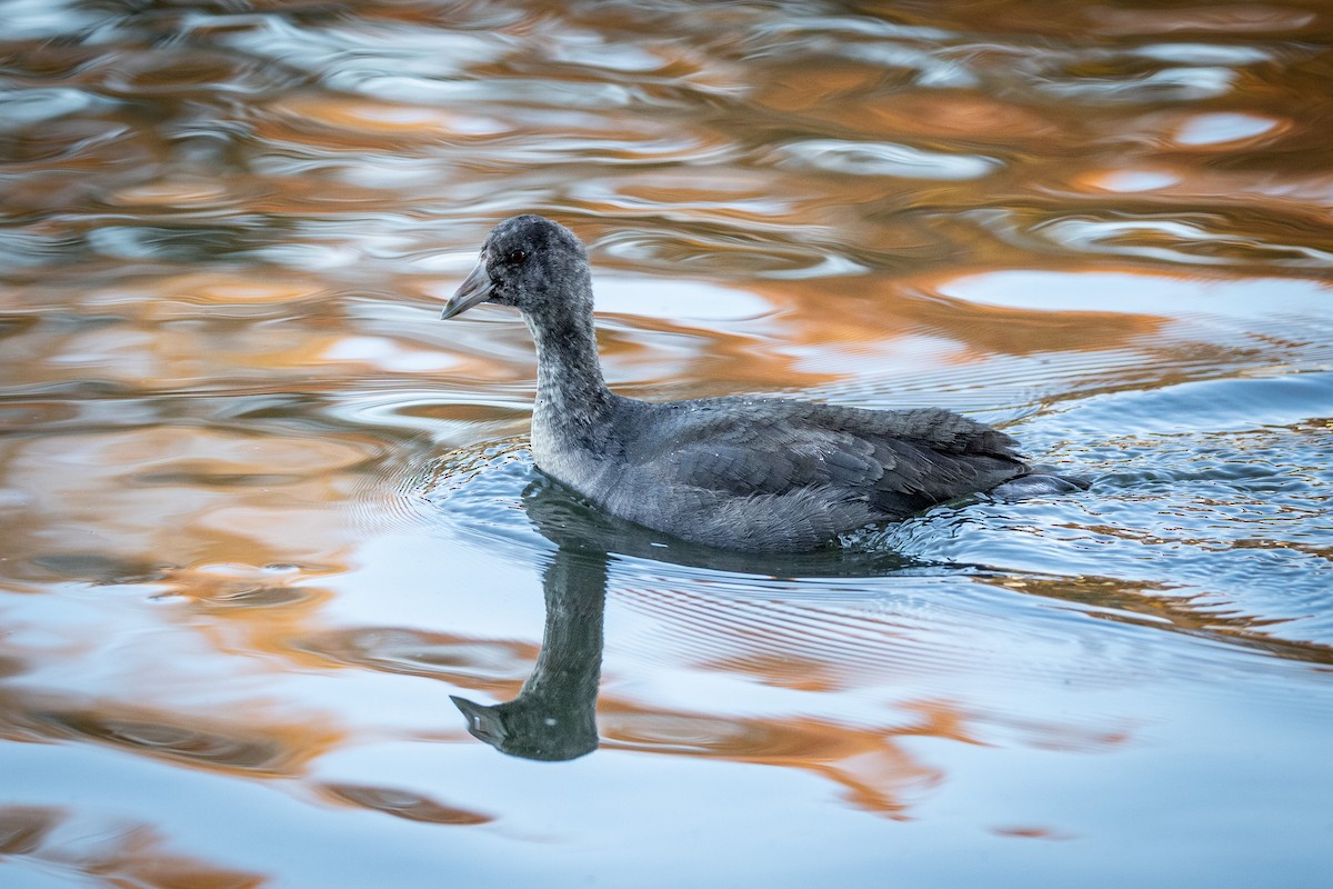 American Coot - Gretchen Locy