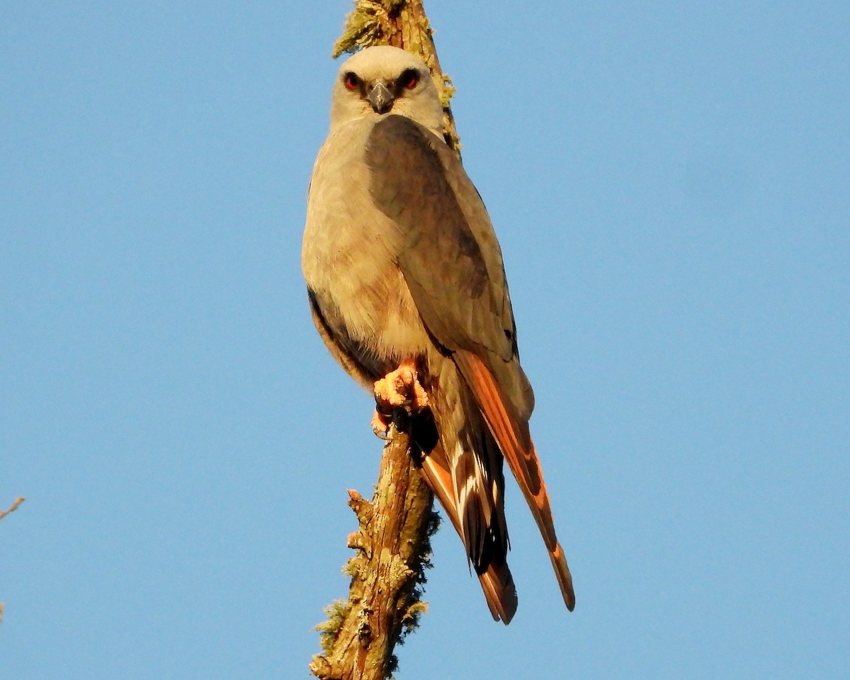 Plumbeous Kite - ML390727411