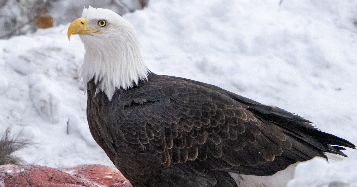 Bald Eagle - ML390727671